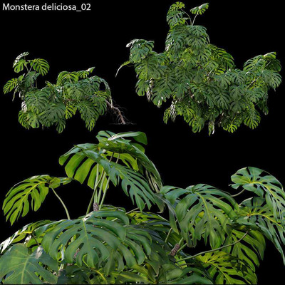 龟背竹植物3D模型（OBJ,FBX,MAX）