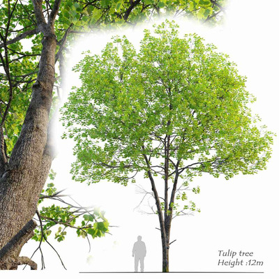 郁金香树3D模型（FBX,MAX）