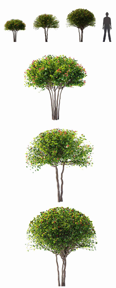 开花的山楂树3D模型（FBX,MAX）