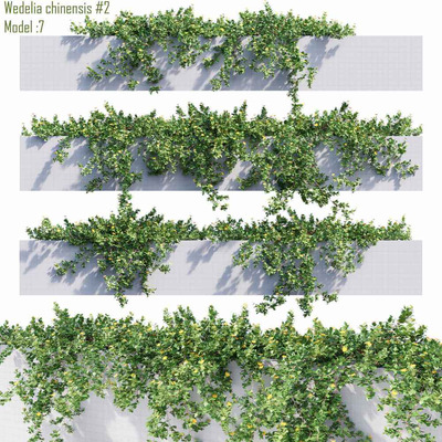 开花的蟛蜞菊爬藤植物3D模型（OBJ,MAX）