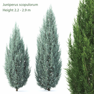 Juniperus scopulorum蓝剑柏树3D模型（FBX,MAX）