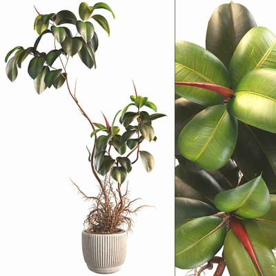 榕树盆景3D模型（FBX,MAX）