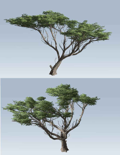 金合欢树3D模型（OBJ,FBX）