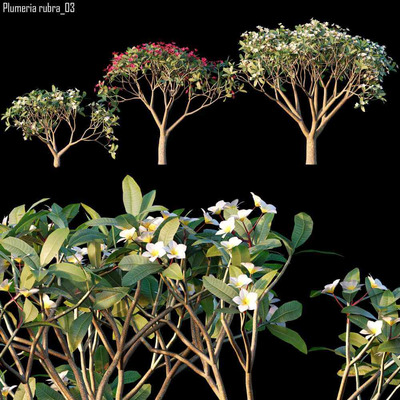 3棵开花的鸡蛋花树3D模型（OBJ,MAX）