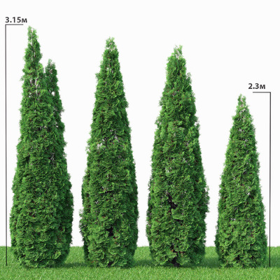 侧柏树3D模型（FBX,MAX）